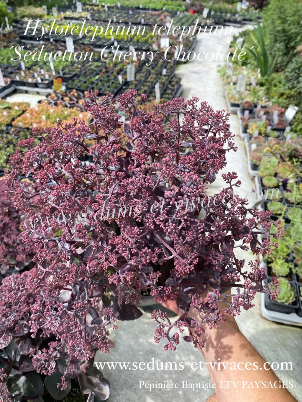 Hylotelephium telephium 'Seduction Cherry Chocolate' - Orpin des jardins 'Seduction Cherry Chocolate' - Sedum