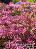 Phedimus spurius 'Spot On Pink' - Orpin bâtard 'Spot On Pink' - Sedum