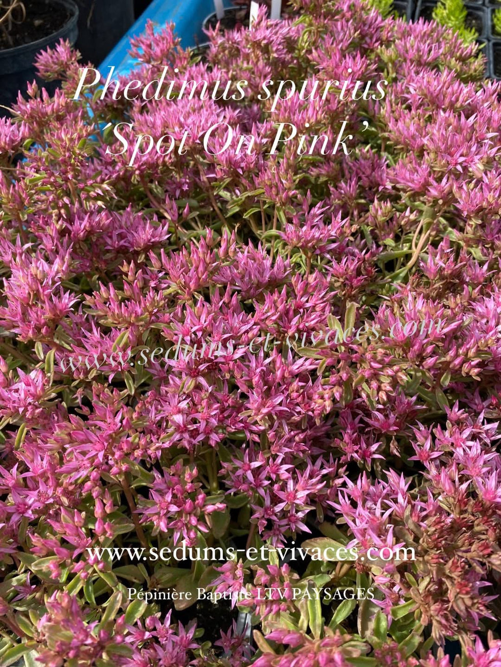 Phedimus spurius 'Spot On Pink' - Orpin bâtard 'Spot On Pink' - Sedum
