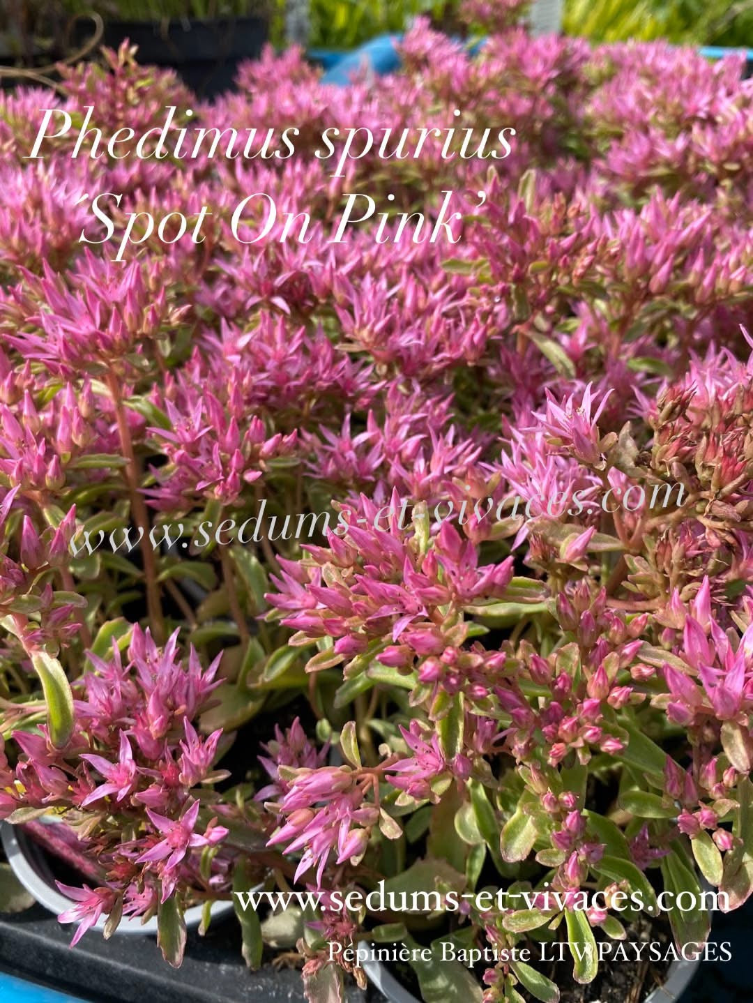 Phedimus spurius 'Spot On Pink' - Orpin bâtard 'Spot On Pink' - Sedum