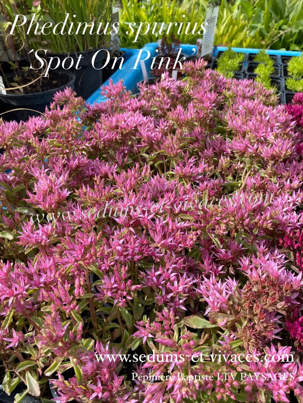 Phedimus spurius 'Spot On Pink' - Orpin bâtard 'Spot On Pink' - Sedum