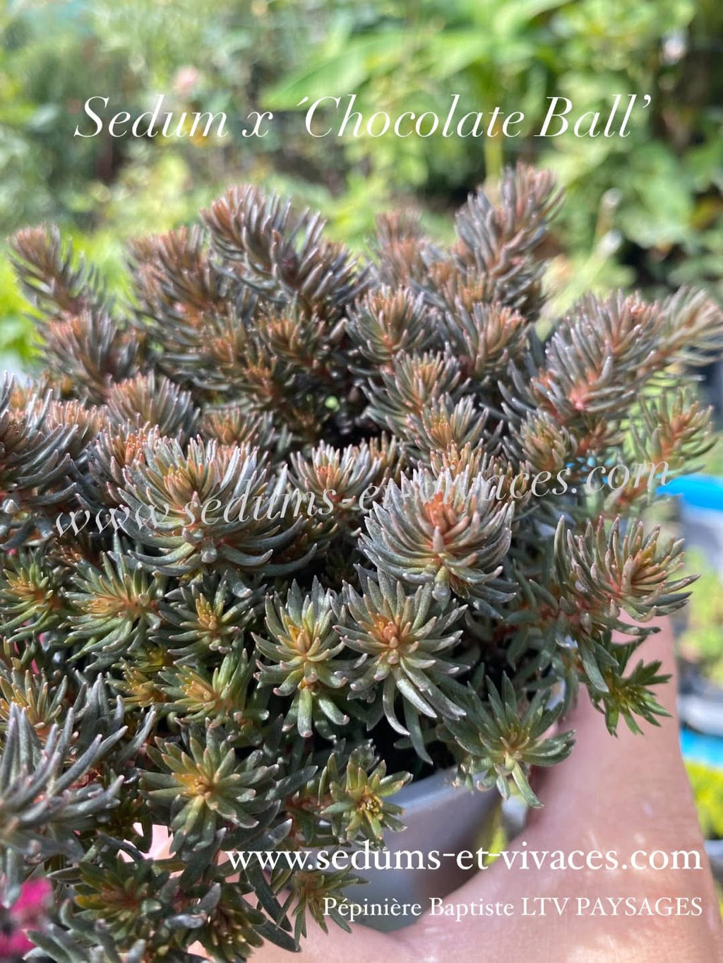 Sedum x 'Chocolate Ball' - Orpin à feuillage brun chocolat - Sedum