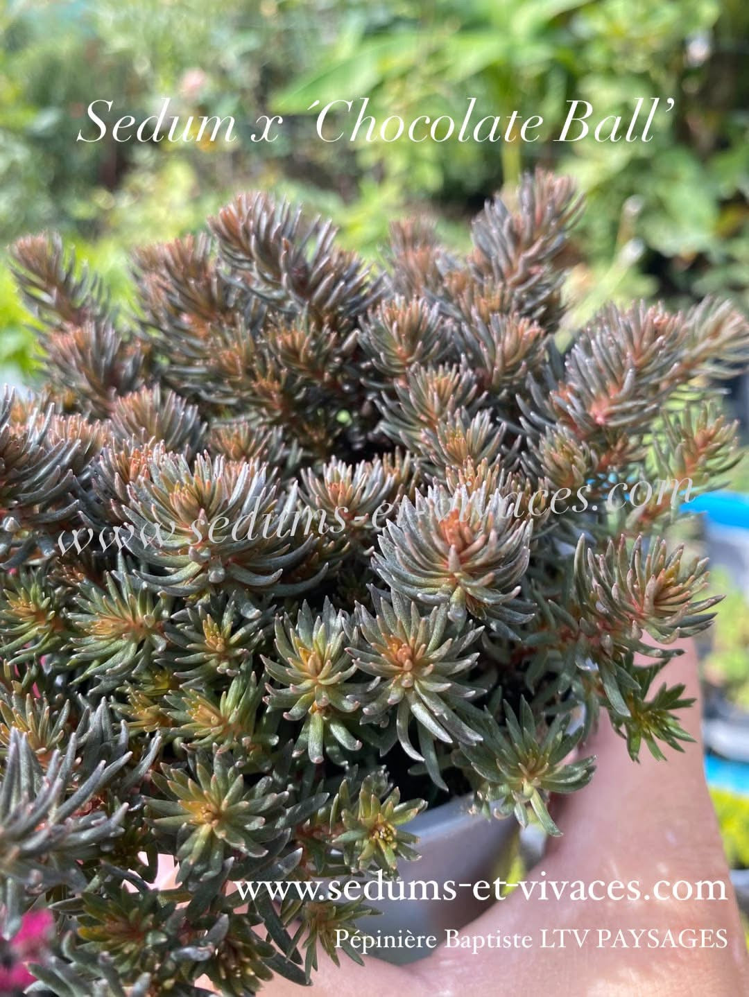 Sedum x 'Chocolate Ball' - Orpin à feuillage brun chocolat - Sedum