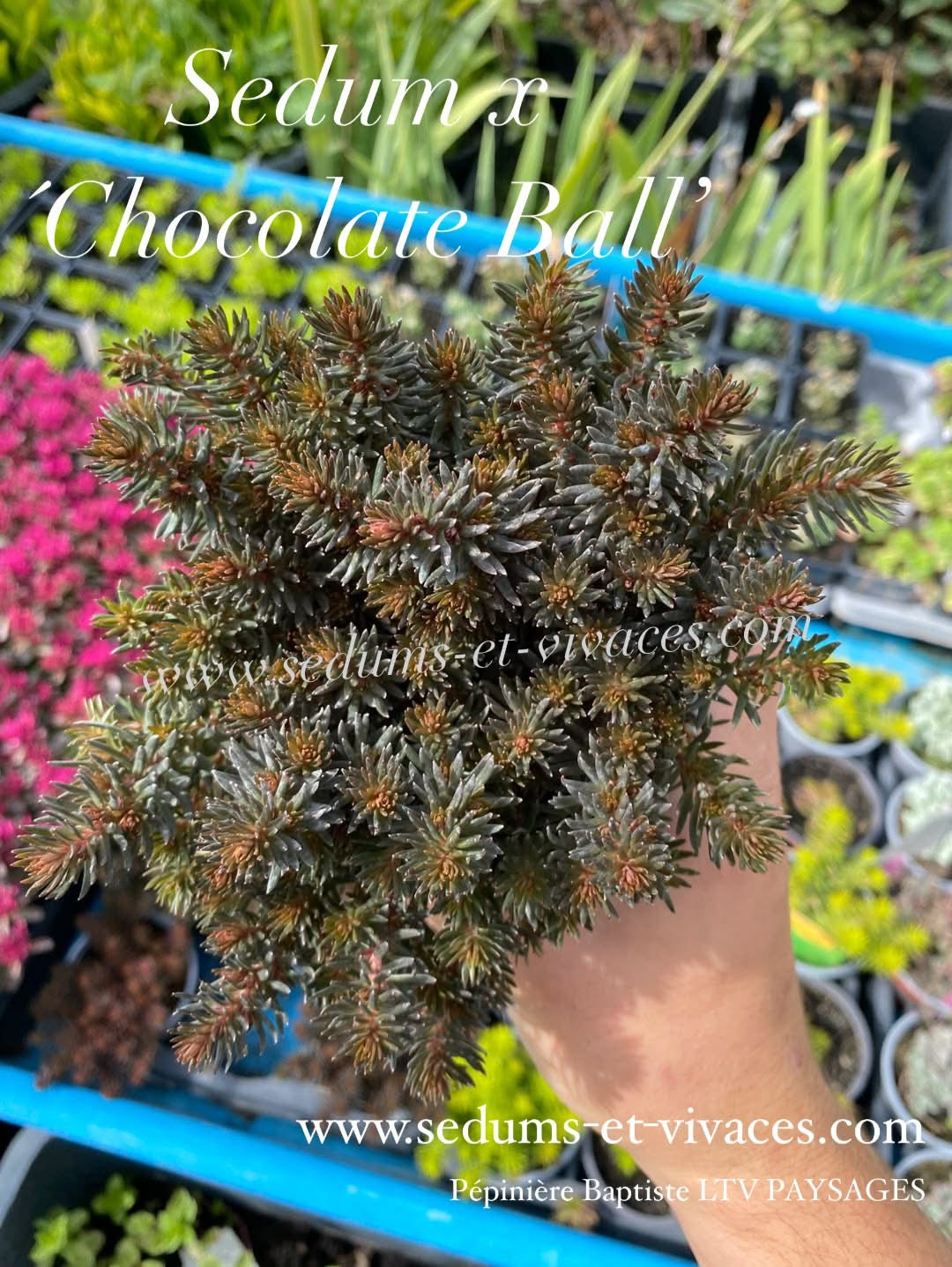 Sedum x 'Chocolate Ball' - Orpin à feuillage brun chocolat - Sedum