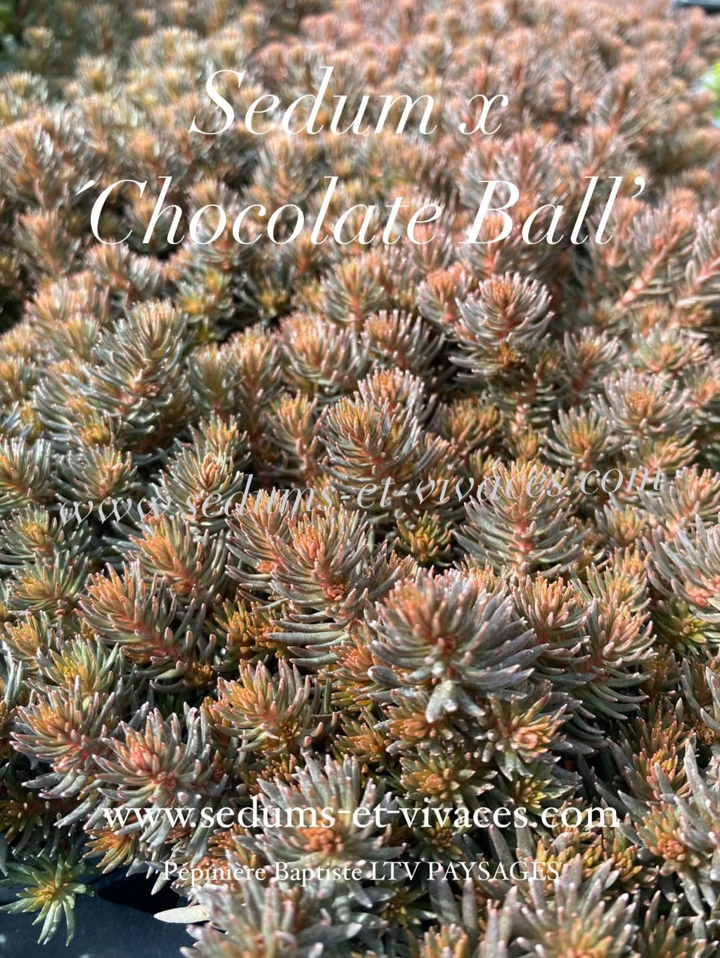 Sedum x 'Chocolate Ball' - Orpin à feuillage brun chocolat - Sedum
