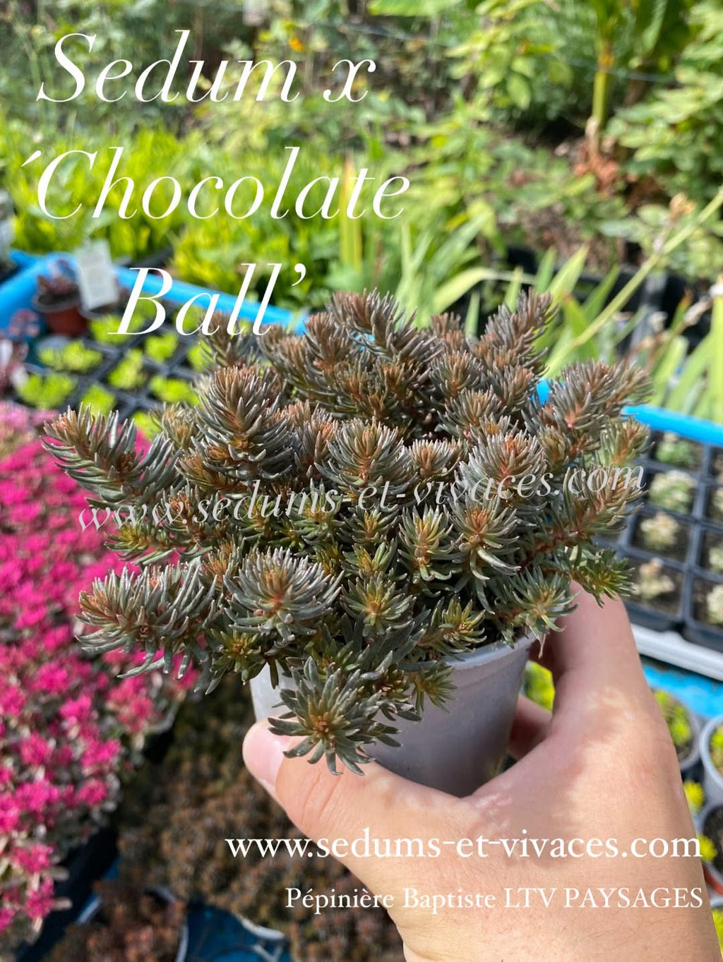 Sedum x 'Chocolate Ball' - Orpin à feuillage brun chocolat - Sedum