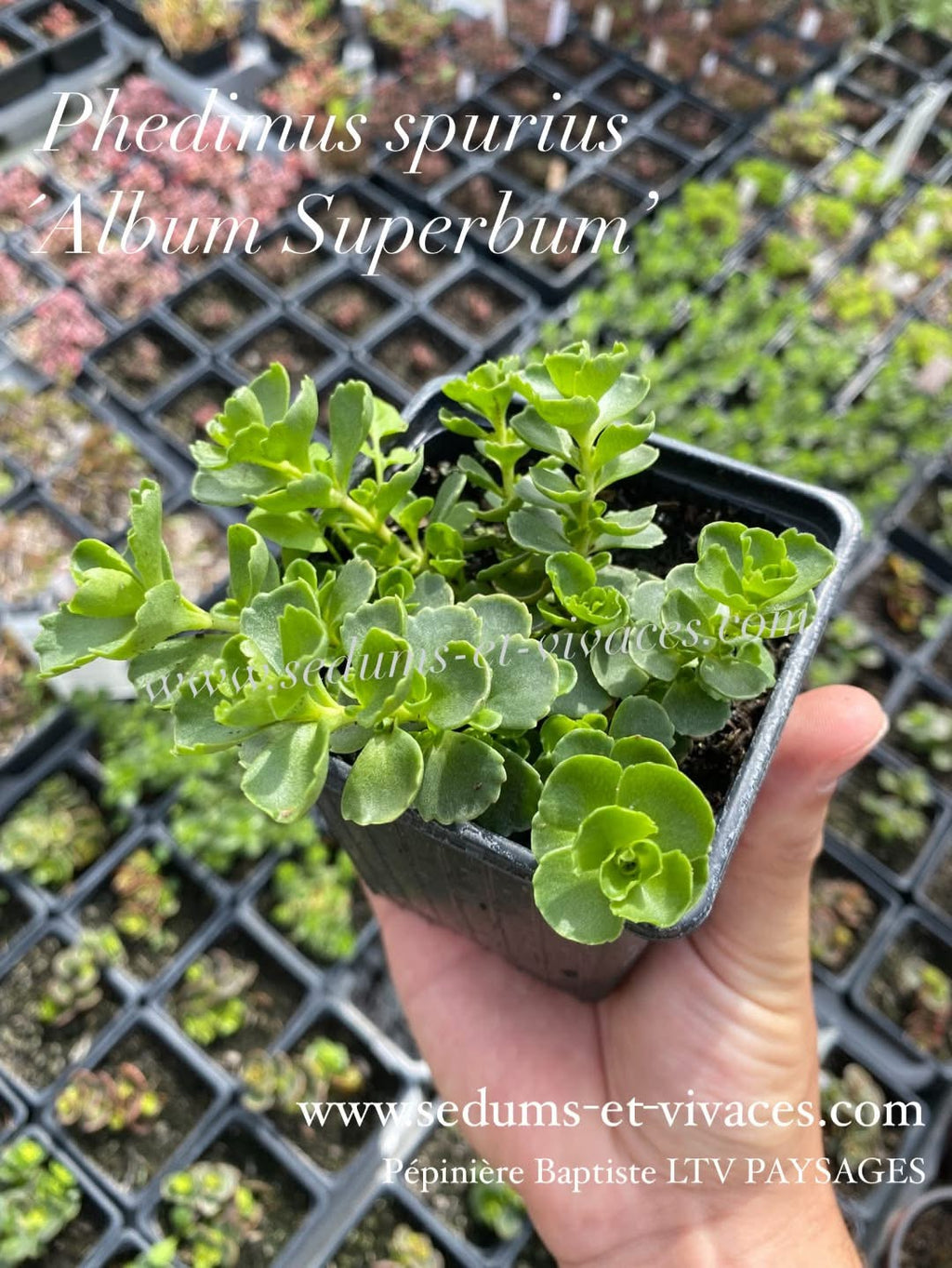 Phedimus spurius 'Album Suberbum' - Orpin bâtard blanc 'Album Superbum' - Sedum