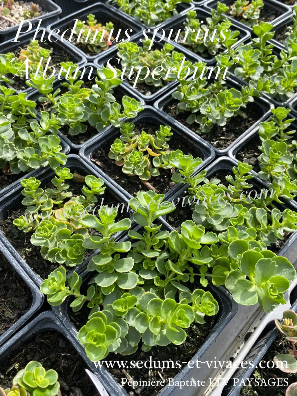 Phedimus spurius 'Album Suberbum' - Orpin bâtard blanc 'Album Superbum' - Sedum