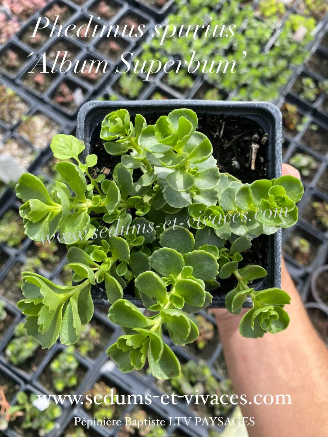 Phedimus spurius 'Album Suberbum' - Orpin bâtard blanc 'Album Superbum' - Sedum