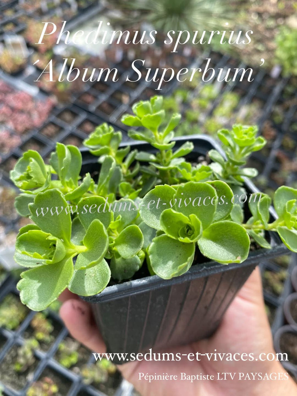 Phedimus spurius 'Album Suberbum' - Orpin bâtard blanc 'Album Superbum' - Sedum