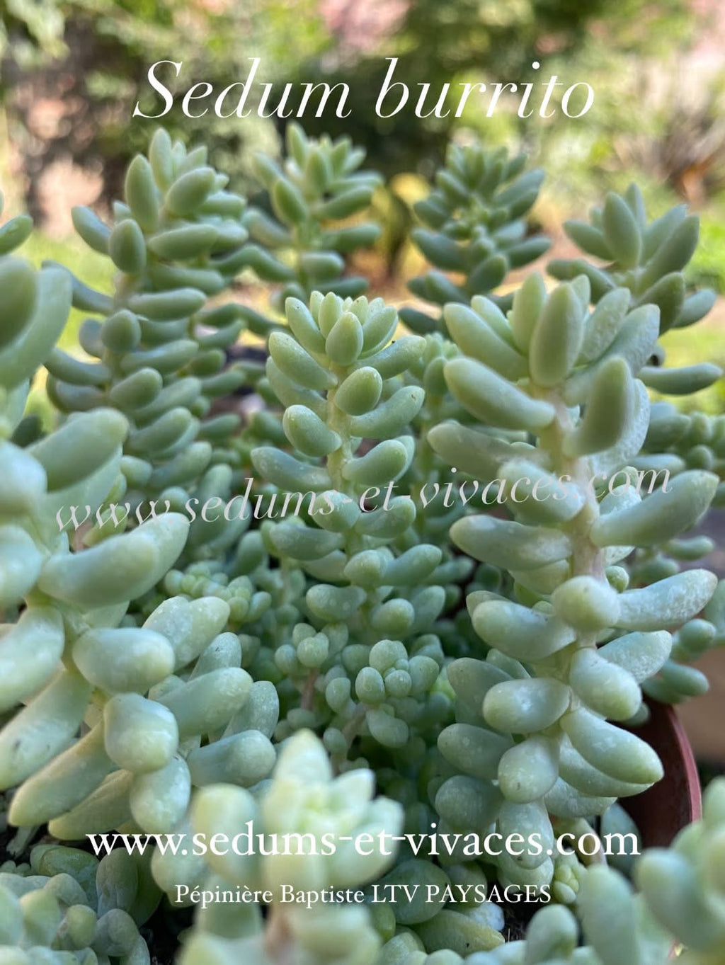 Sedum burrito - Orpin burrito - Sedum