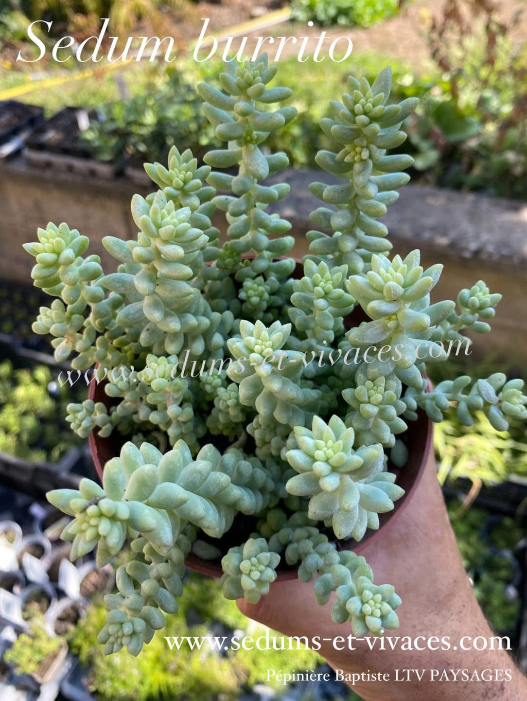 Sedum burrito - Orpin burrito - Sedum
