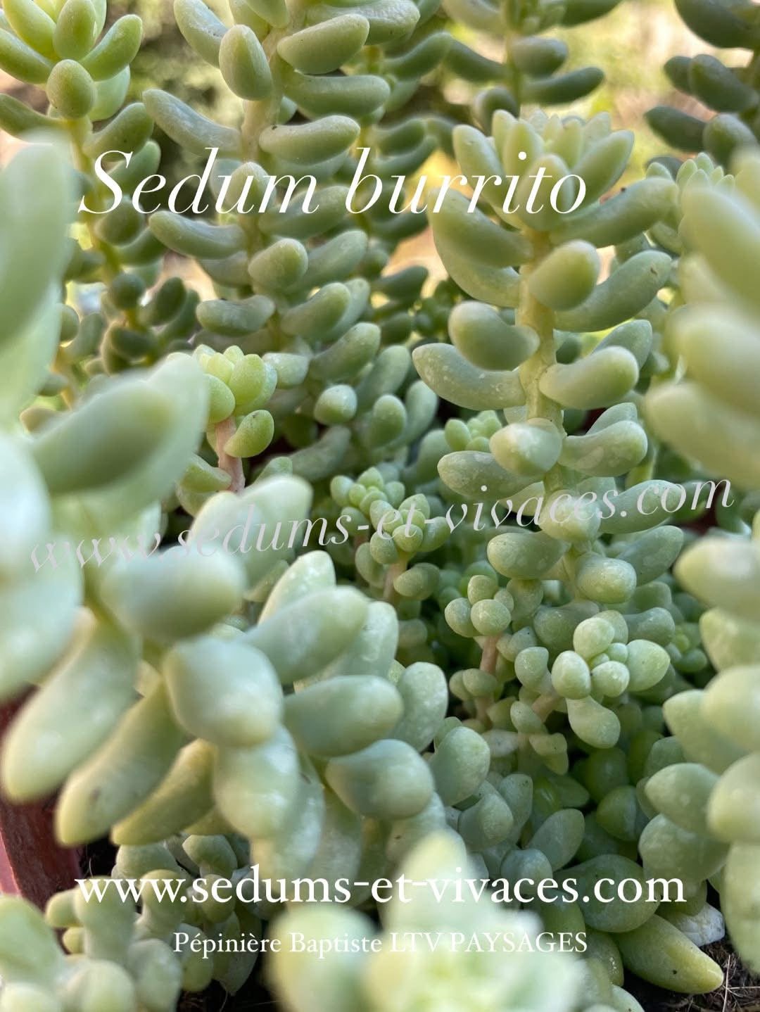 Sedum burrito - Orpin burrito - Sedum