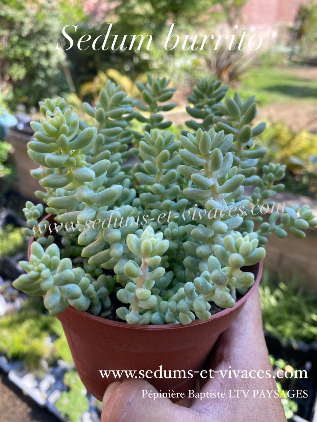 Sedum burrito - Orpin burrito - Sedum