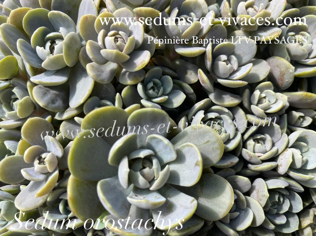 Sedum orostachys - Orpin à épis - Sedum