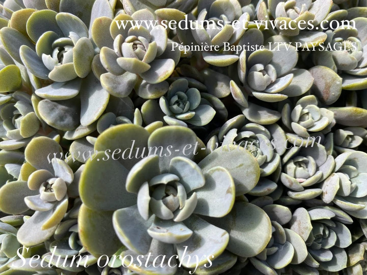 Sedum orostachys - Orpin à épis - Sedum