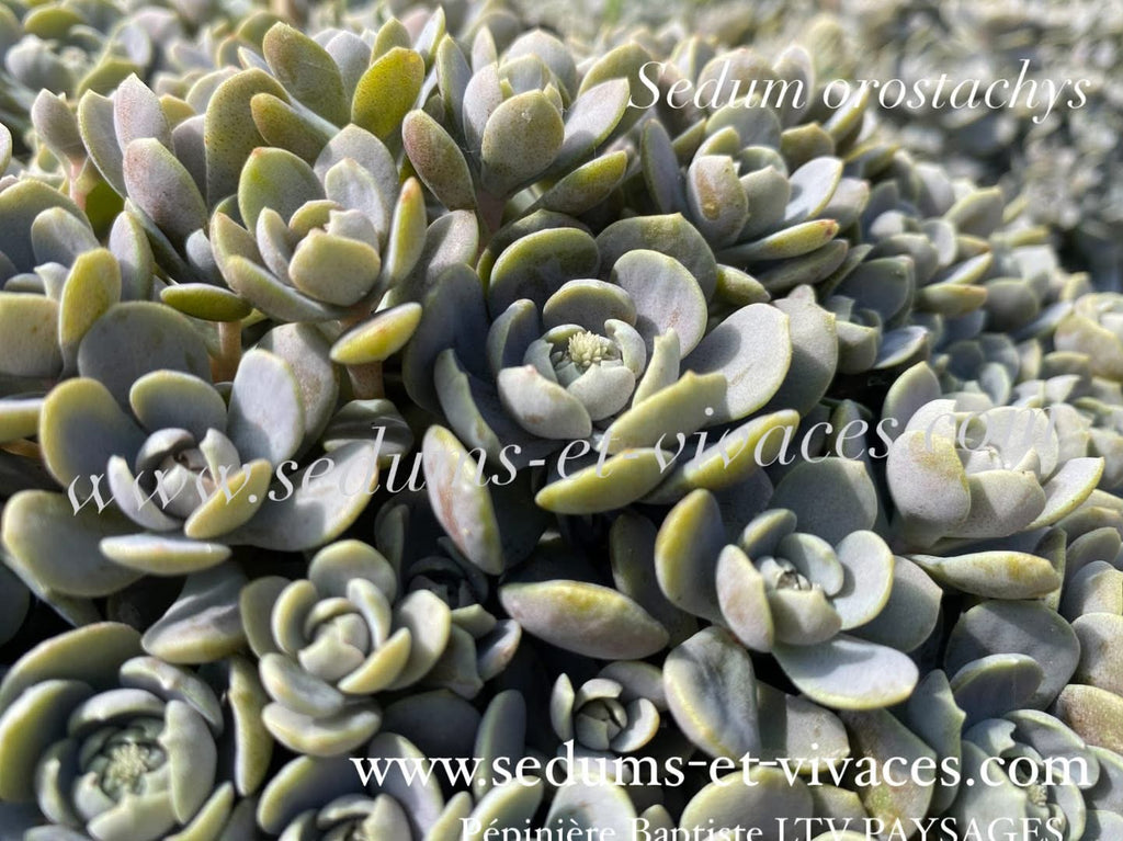 Sedum orostachys - Orpin à épis - Sedum