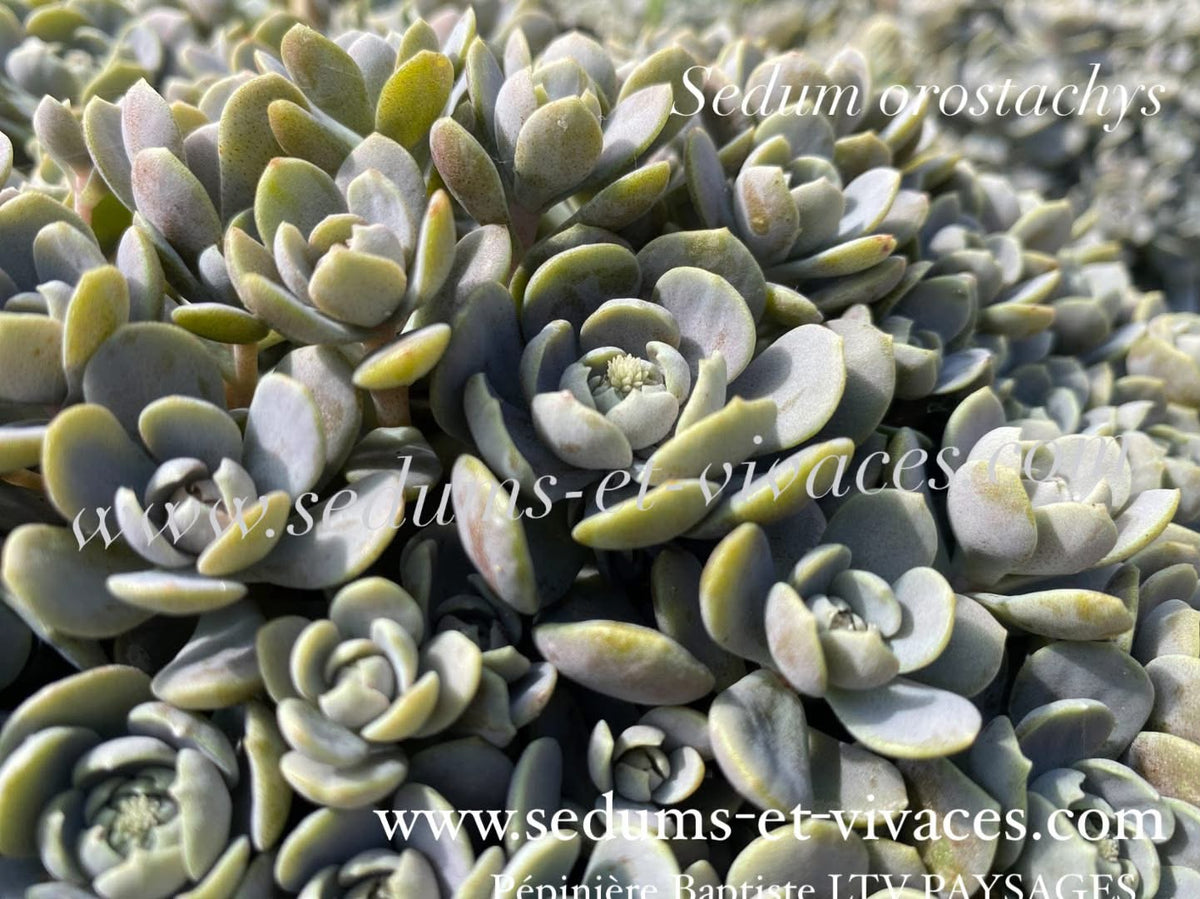 Sedum orostachys - Orpin à épis - Sedum