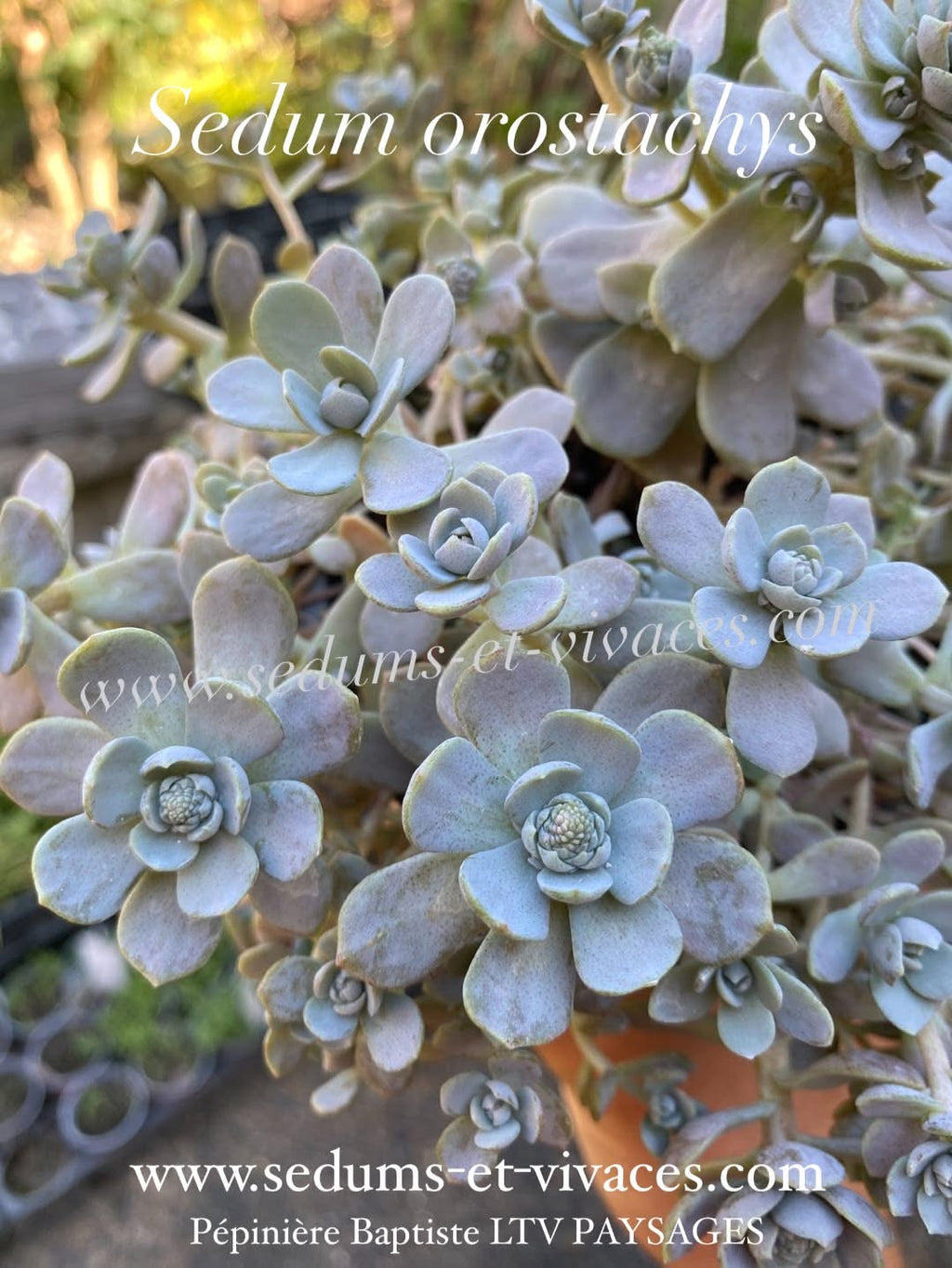 Sedum orostachys - Orpin à épis - Sedum