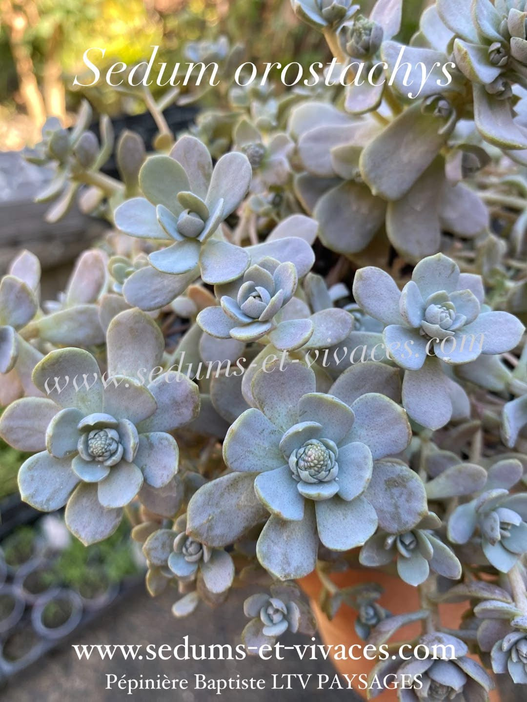 Sedum orostachys - Orpin à épis - Sedum