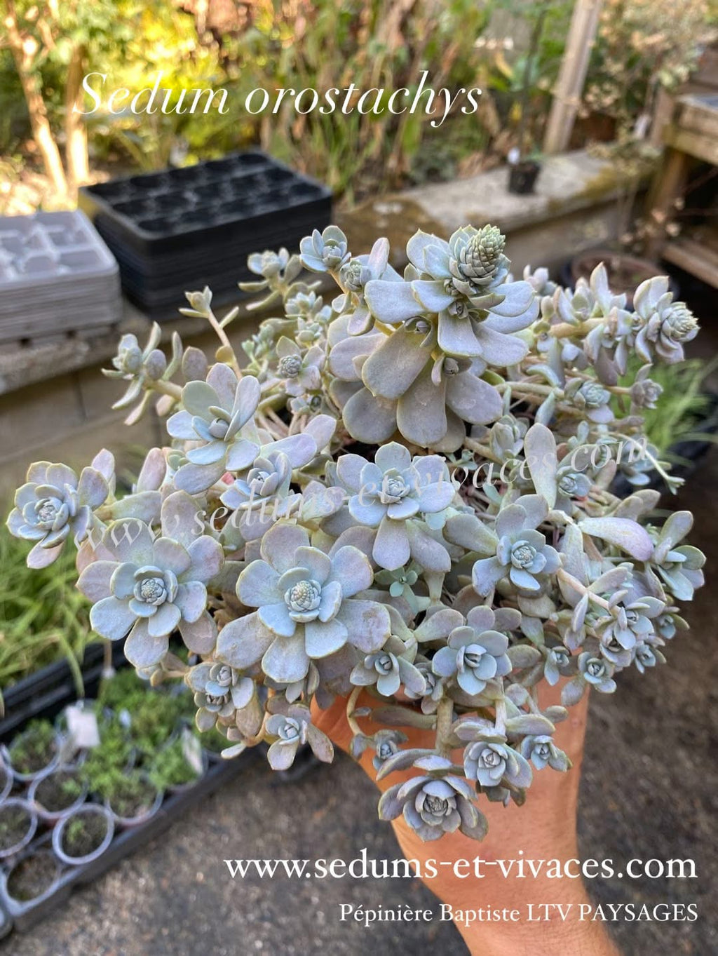 Sedum orostachys - Orpin à épis - Sedum