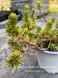 Petrosedum rupestre 'Fretoy le Château' - Orpin des rochers 'Fretoy le Château' - Sedum