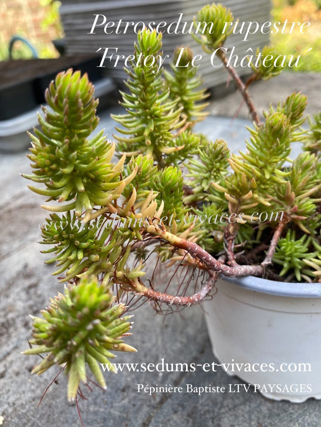 Petrosedum rupestre 'Fretoy le Château' - Orpin des rochers 'Fretoy le Château' - Sedum