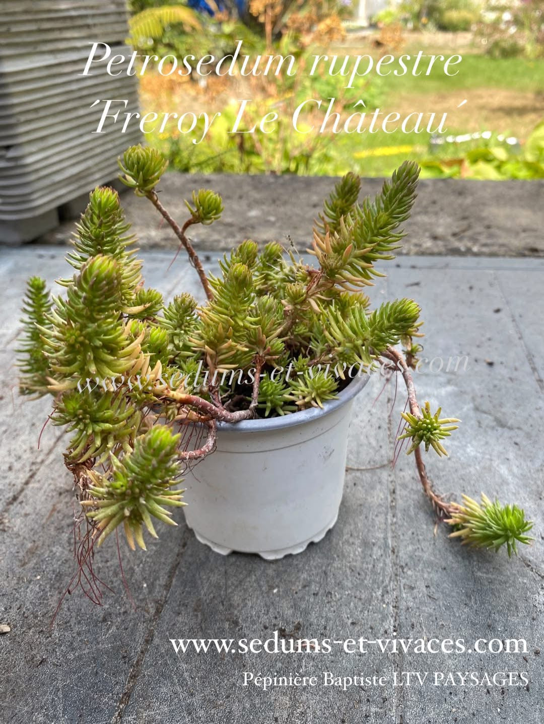Petrosedum rupestre 'Fretoy le Château' - Orpin des rochers 'Fretoy le Château' - Sedum