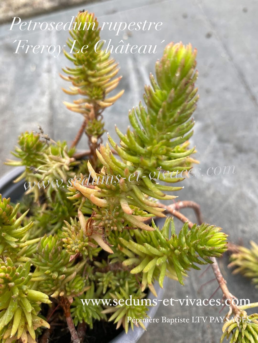 Petrosedum rupestre 'Fretoy le Château' - Orpin des rochers 'Fretoy le Château' - Sedum