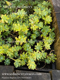 Sedum palmeri 'Carlepont' - Orpin de Palmer 'Carlepont' - Sedum