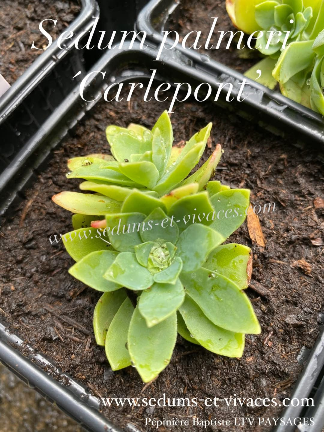 Sedum palmeri 'Carlepont' - Orpin de Palmer 'Carlepont' - Sedum