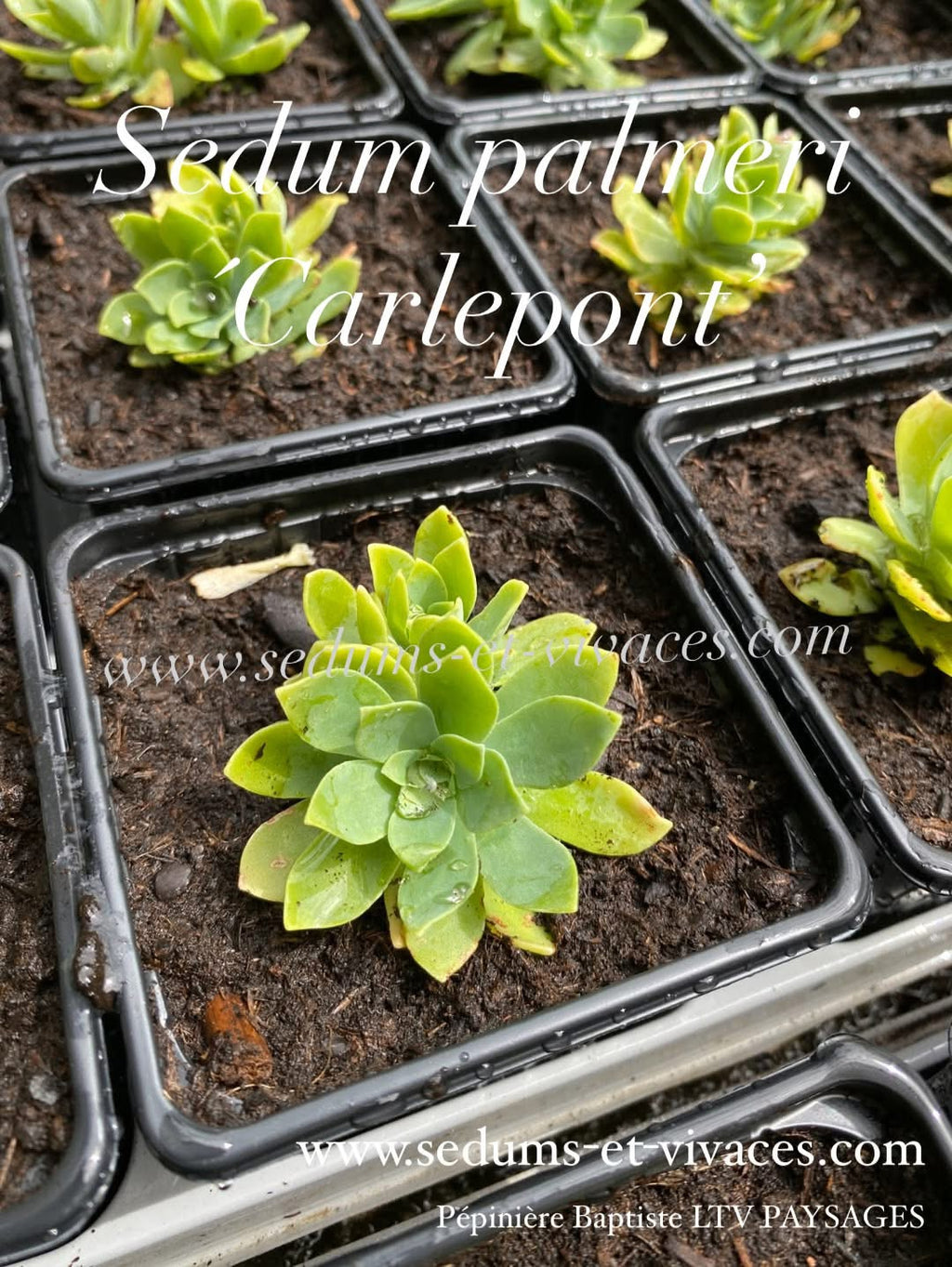 Sedum palmeri 'Carlepont' - Orpin de Palmer 'Carlepont' - Sedum
