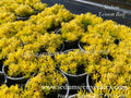 Sedum 'Lemon Ball' - Orpin 'Lemon Ball' - Sedum