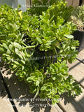 Sedum kimnachii - Orpin de Kimnach - Sedum