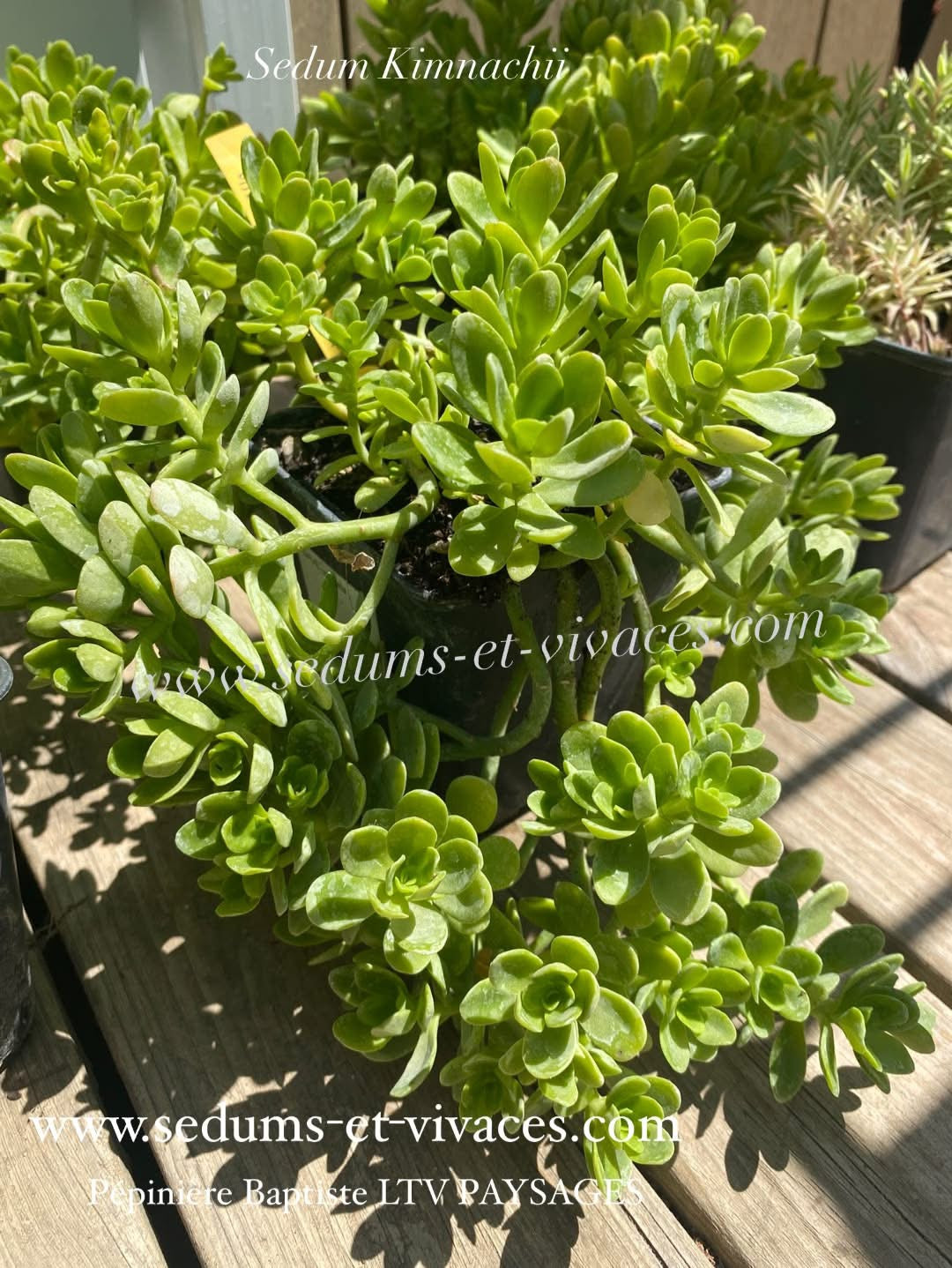 Sedum kimnachii - Orpin de Kimnach - Sedum
