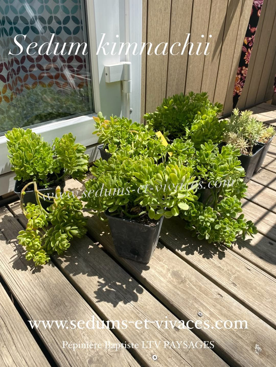 Sedum kimnachii - Orpin de Kimnach - Sedum