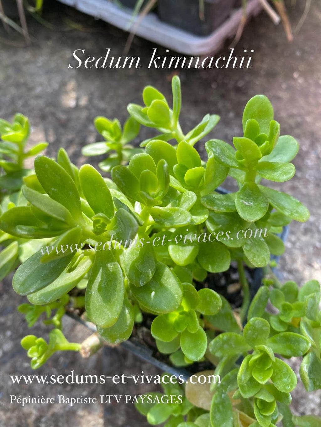 Sedum kimnachii - Orpin de Kimnach - Sedum