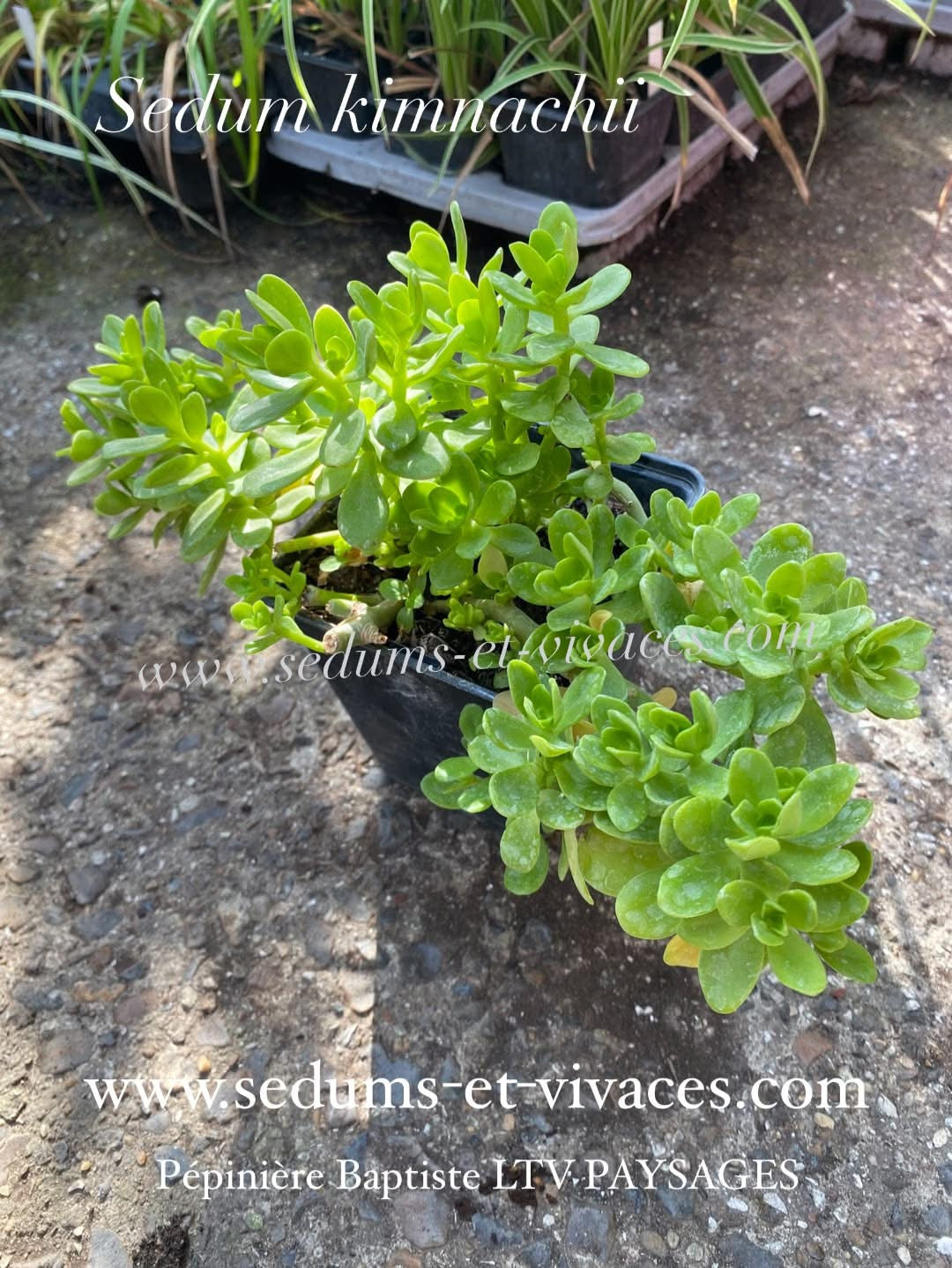 Sedum kimnachii - Orpin de Kimnach - Sedum