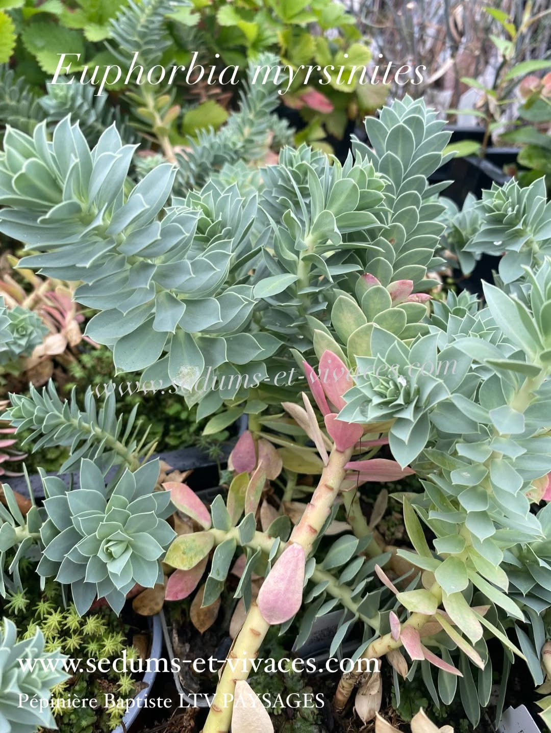 Euphorbia myrsinites - Euphorbe