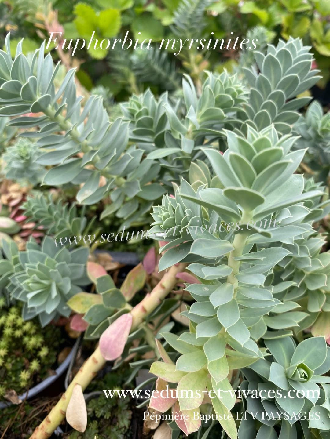 Euphorbia myrsinites - Euphorbe