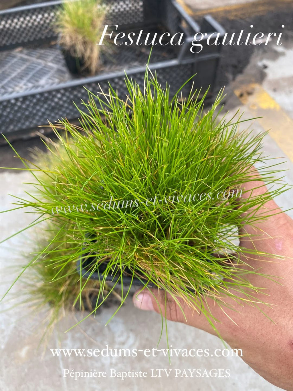 Festuca Gautieri - Fétuque de Gautier
