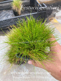 Festuca Gautieri - Fétuque de Gautier