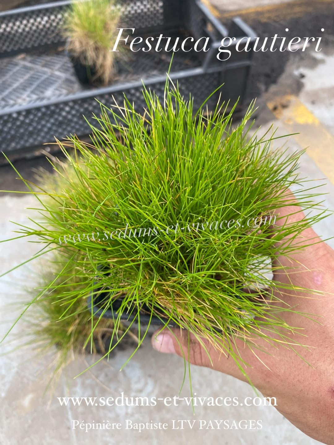 Festuca Gautieri - Fétuque de Gautier
