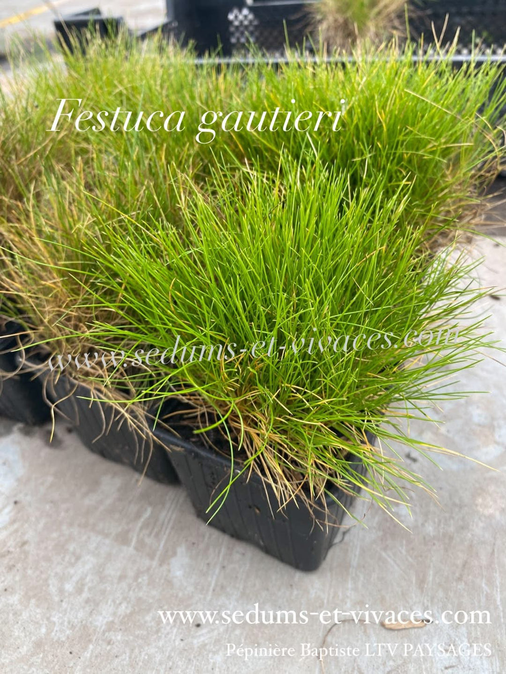 Festuca Gautieri - Fétuque de Gautier