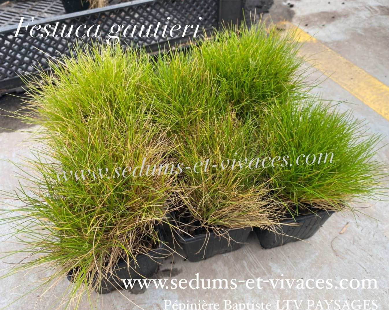 Festuca Gautieri - Fétuque de Gautier