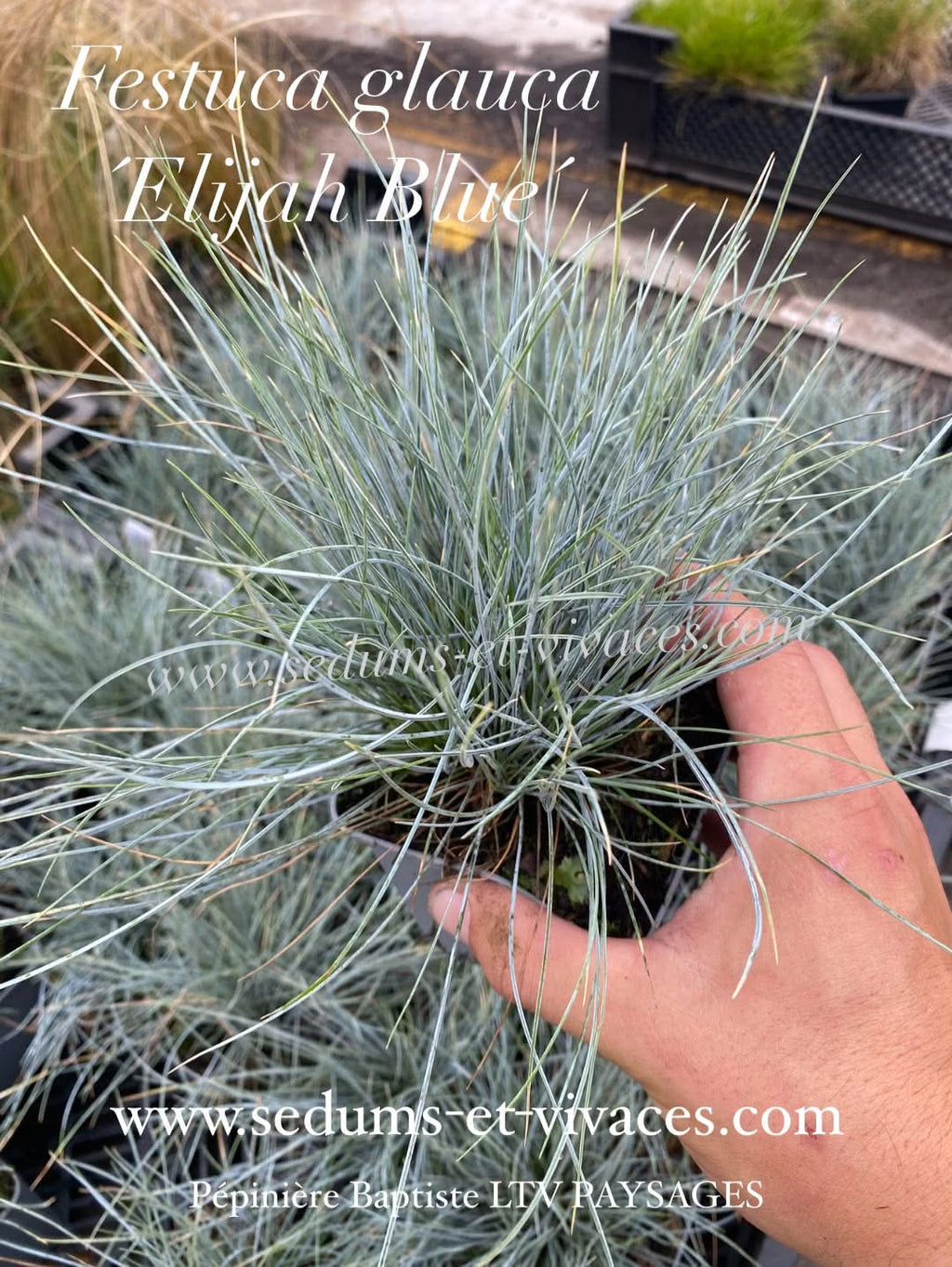 Festuca glauca 'Elijah Blue' - Fétuque Bleu