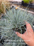 Festuca glauca 'Elijah Blue' - Fétuque Bleu