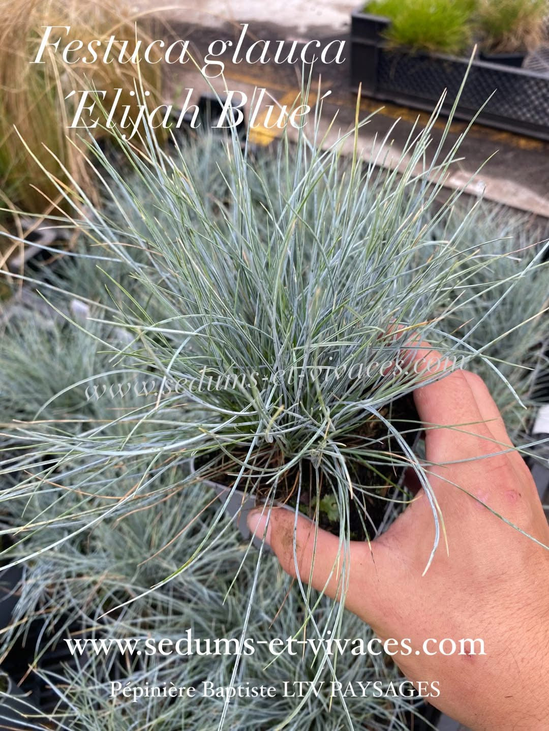 Festuca glauca 'Elijah Blue' - Fétuque Bleu