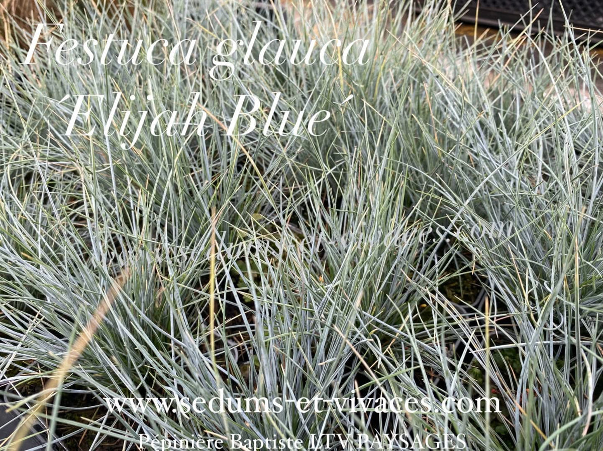 Festuca glauca 'Elijah Blue' - Fétuque Bleu