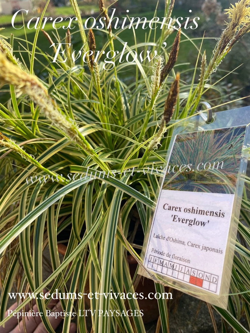 Carex oshimensis 'Everglow' - Laîche d'Oshima